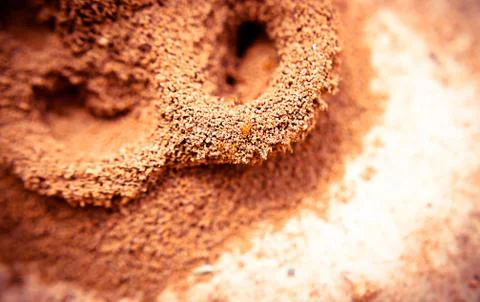 Ant farm Foto stock