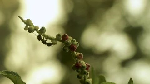 Ant feed grass juice Stock Footage 250991309