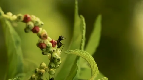 Ant feed grass juice Stock Footage 250991417