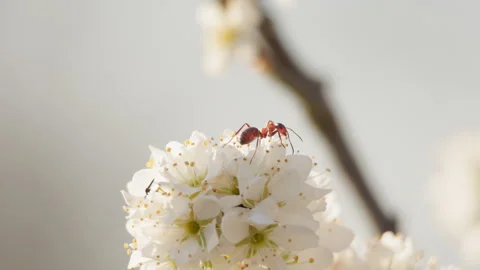 Ant feeding deep inside blackthorn blossom cluster, extreme macro. 4K 60fps. Stock Footage 334350152