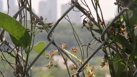 Ant on fence Video stock 100856052