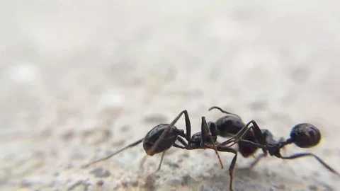 Ant Fight in Slow Motion Macro Insect Aggression Behavior Video stock 109292243