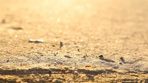 The ant flees the earth at sunset. Slow motion,macro Video stock 90724555