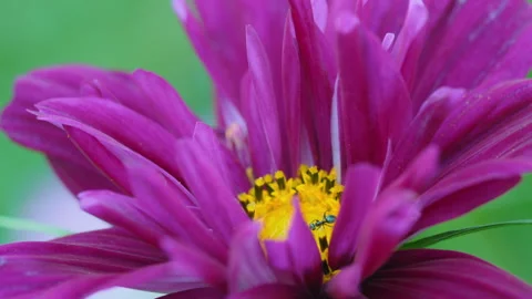 Ant on a flower, close-up Stock Footage 162404433