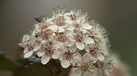 Ant on a flower Stock Footage 10775427