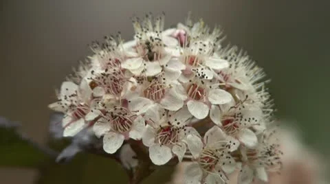 Ant on a flower Stock Footage 10775429