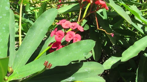 Ant on a flower Видео 23569059