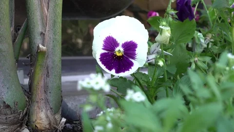 Ant on Flower Stock Footage 76747390