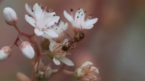 Ant on a flower Video stock 113859081