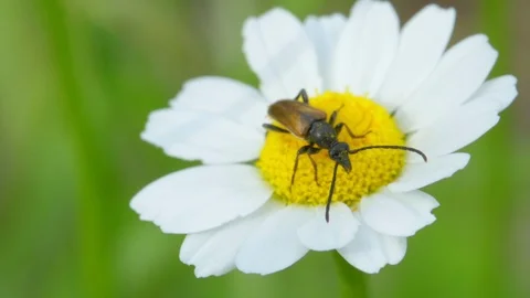 Ant on a flower Stock Footage 121249676