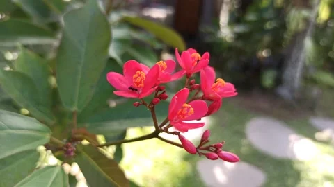 An ant in a flower Stock Footage 153988454