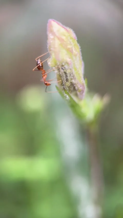 Ant on the flower Stock Footage 263016683