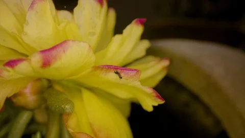 Ant on flower macro shot Stock Footage 108201570