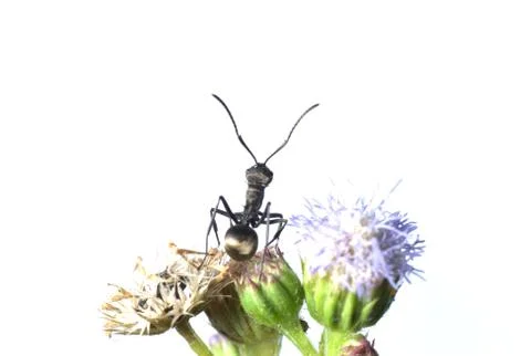 Ant on flower Stock Photos