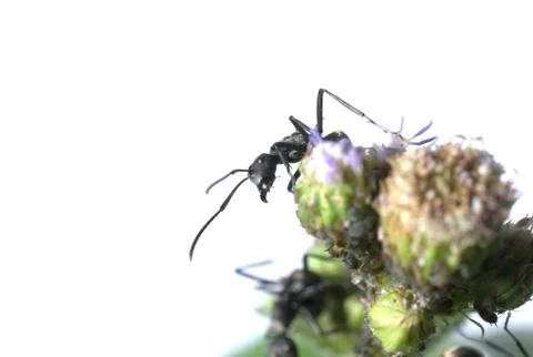 Ant on flower Stock Photos