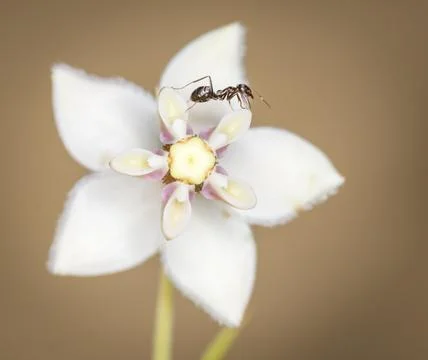 Ant on a flower Stock Photos