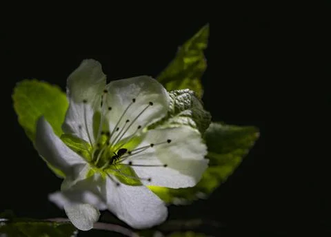Ant on a flower of a plum tree 스톡 사진