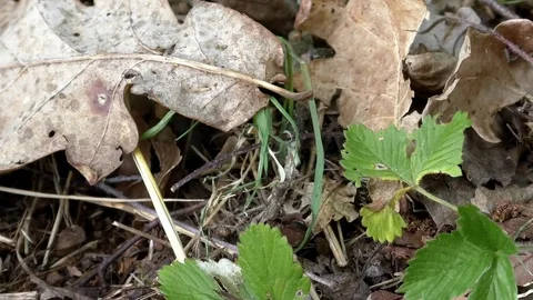 Ant on foliage grabbing a part of a leaf and carrying it away, industrious ant Stock Footage 76803075
