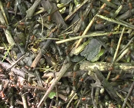 Ant Stock Footage 295772
