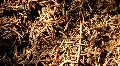 Ant HD Footage