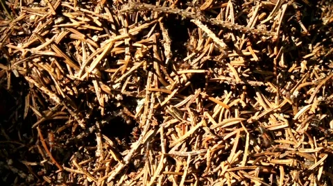 Ant Stock Footage 737324