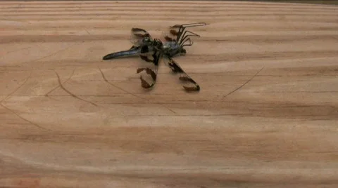 Ant Stockbeeldmateriaal 760653