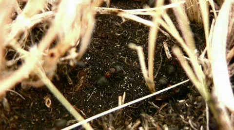 Ant Stock Footage 830986