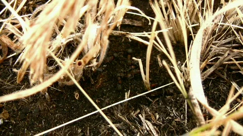 Ant Stock Footage 831018