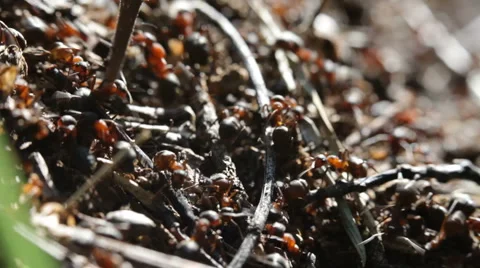 Ant Video stock 880525