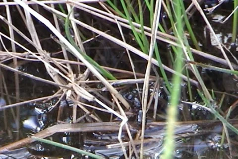 Ant 動画素材 995685