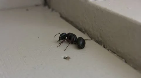 Ant Stock Footage 8883066