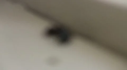 Ant Stock Footage 8883515