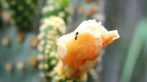 Ant 스톡 동영상 10886954