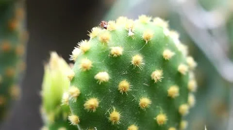 Ant Stock-Footage 10887467