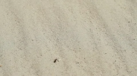 Ant Stock Footage 11194596