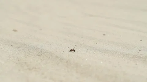 Ant Stock Footage