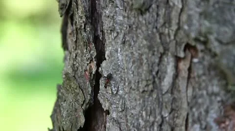 Ant 스톡 동영상 18751293