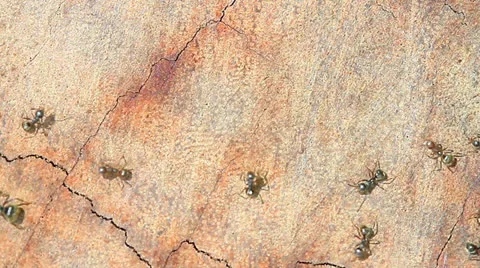 Ant 動画素材 24615633