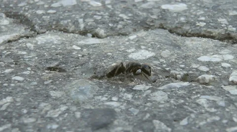 Ant Stock Footage 30587860