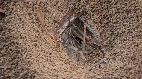 Ant Stock Footage 62208290