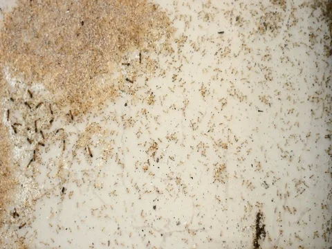 Ant Stock Footage 81120617