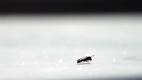 Ant Stock Footage 91309266