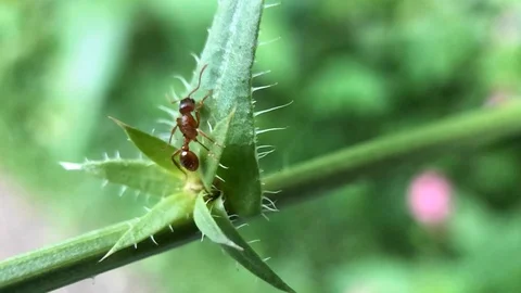 Ant Stock Footage 114607271