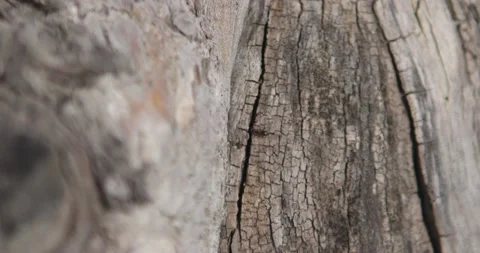 Ant Stock Footage 132603091