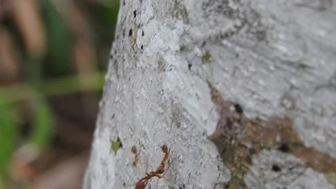 Ant Video stock 155900699