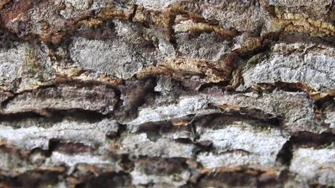 Ant Video stock 155900709