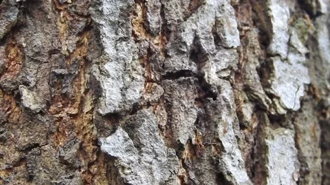 Ant Video stock 155900716