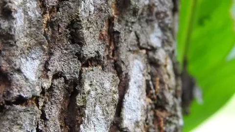 Ant Video stock 155900721