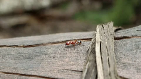 Ant Video stock 169134631