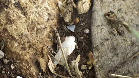 Ant Stock Footage 220526468